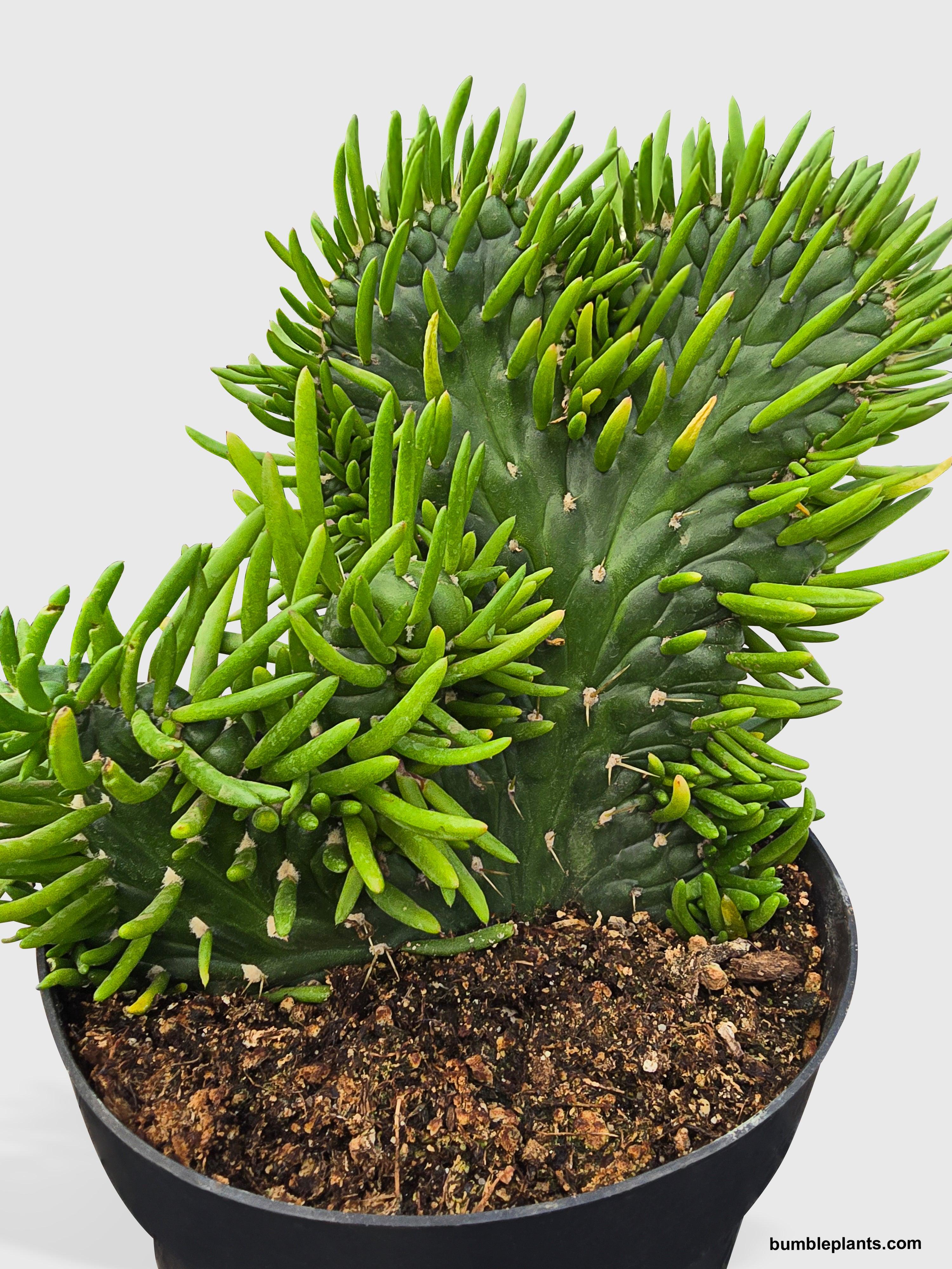 Opuntia Subulata Eve's Needle Cactus - Bumble Plants