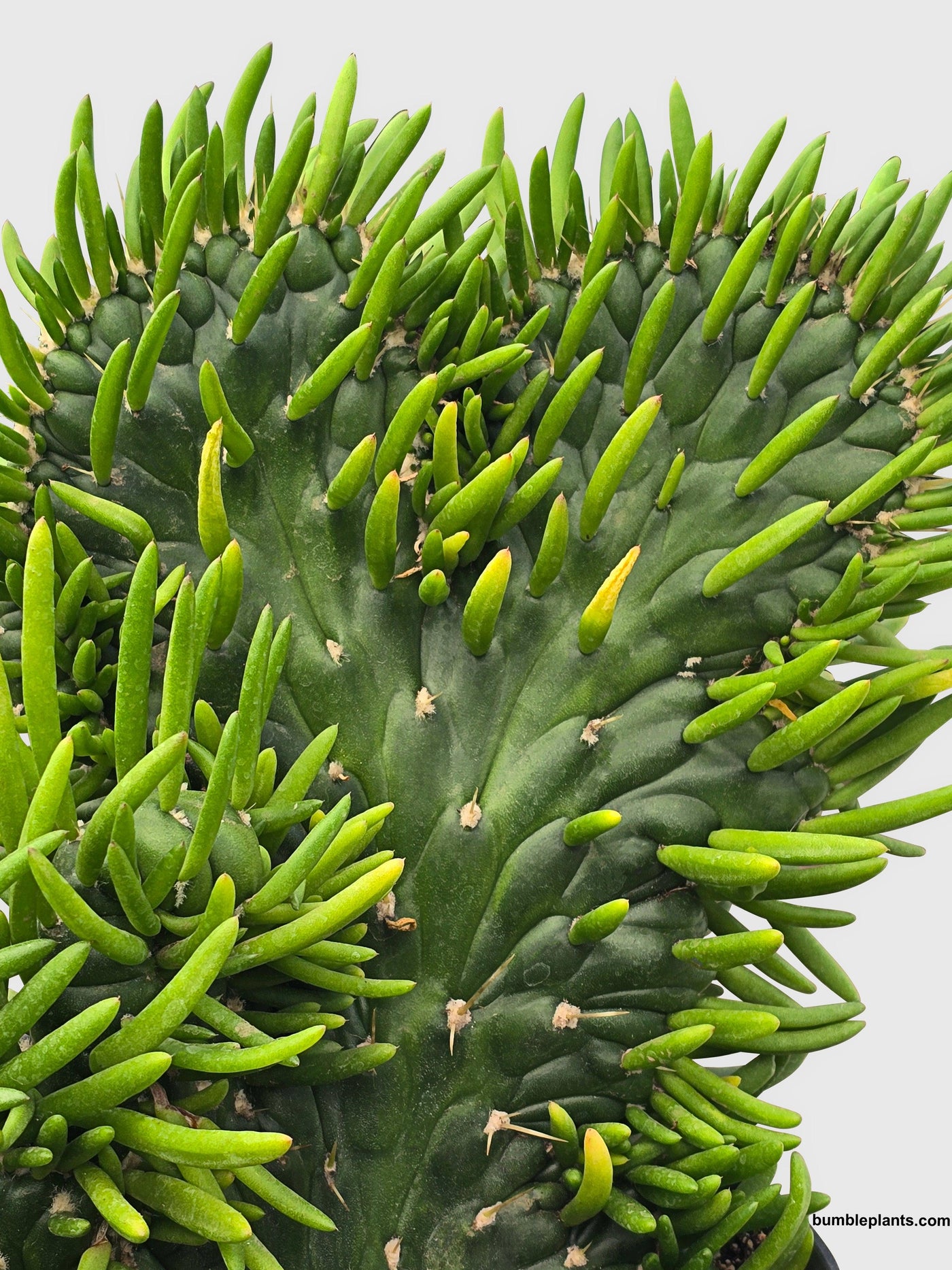 Opuntia Subulata Eve's Needle Cactus - Bumble Plants