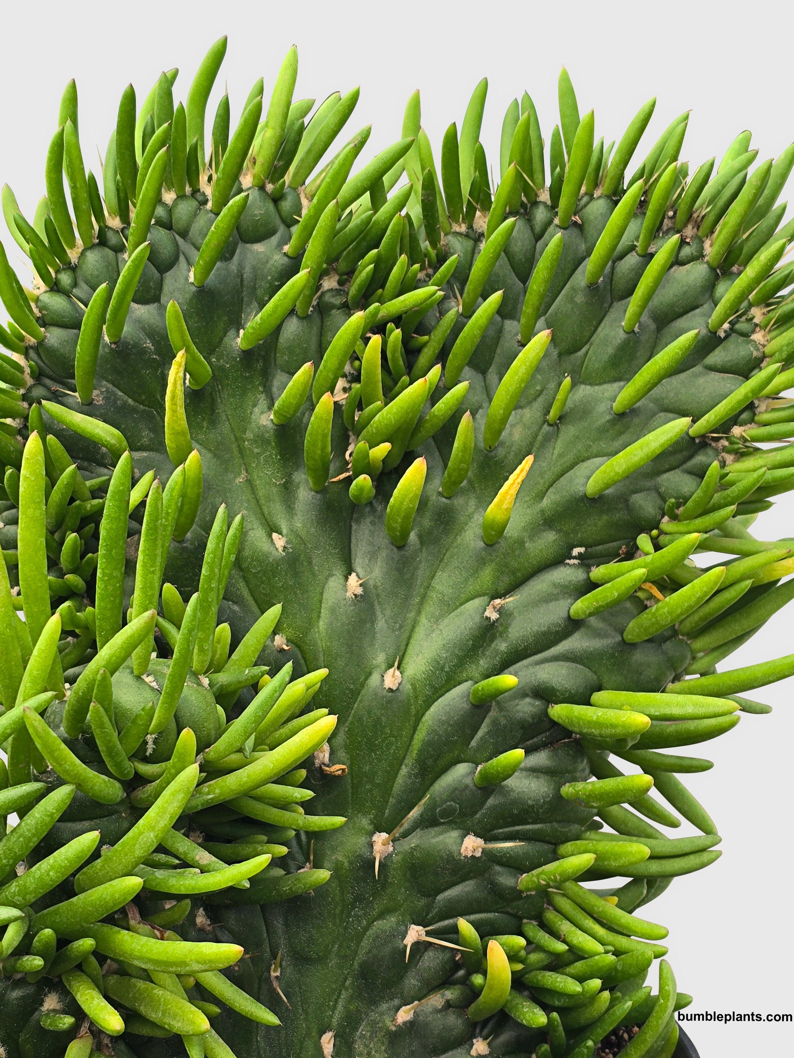 Opuntia Subulata Eve's Needle Cactus - Bumble Plants