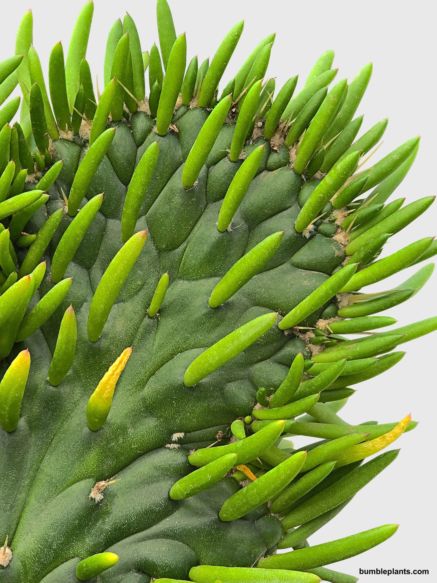 Opuntia Subulata Eve's Needle Cactus - Bumble Plants