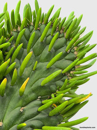 Opuntia Subulata Eve's Needle Cactus - Bumble Plants