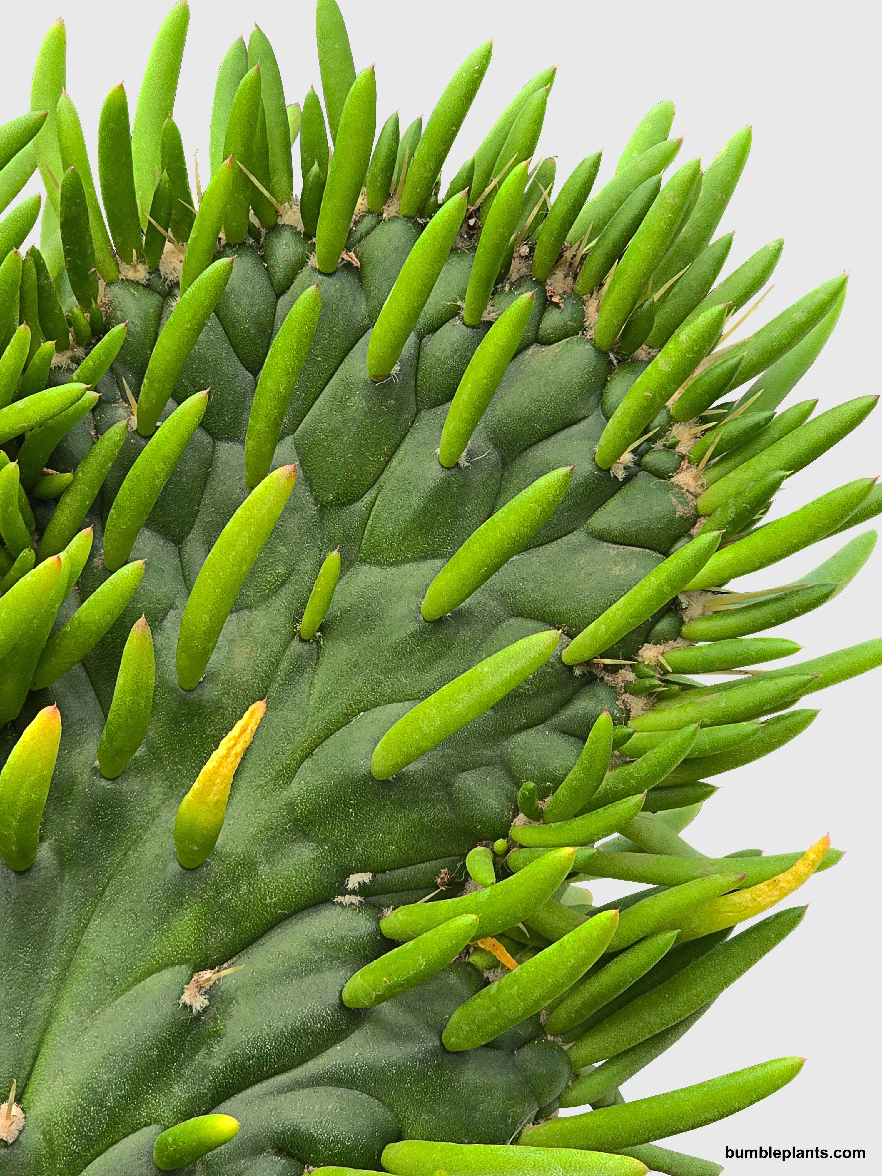 Opuntia Subulata Eve's Needle Cactus - Bumble Plants