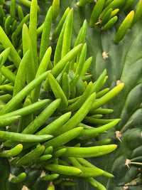 Opuntia Subulata Eve's Needle Cactus - Bumble Plants