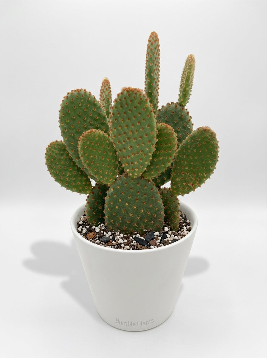 Opuntia 'Microdasys' Bunny Ear Cactus