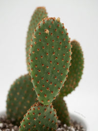 Opuntia 'Microdasys' Bunny Ear Cactus
