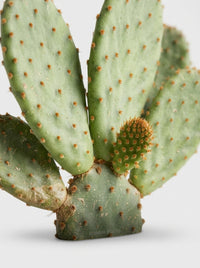 Opuntia 'Microdasys' Bunny Ear Cactus