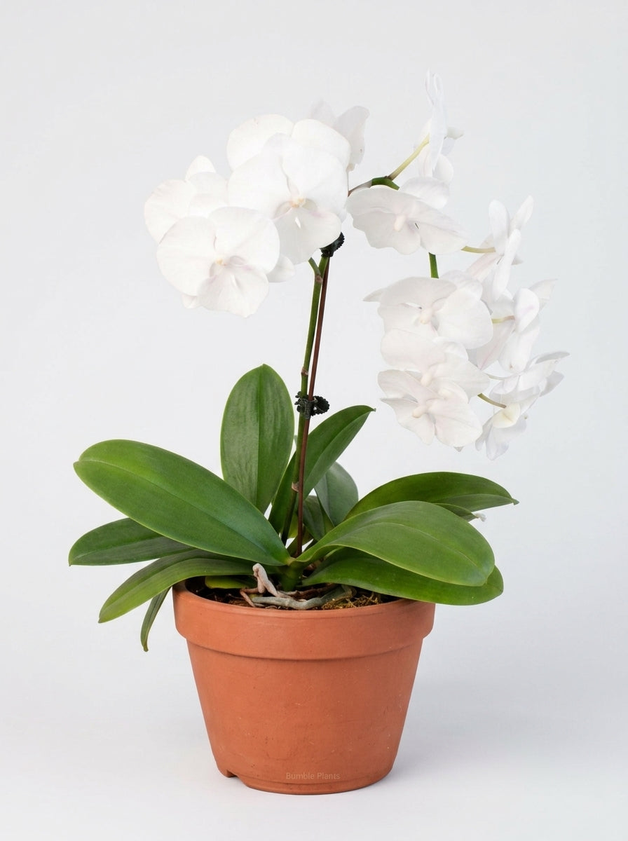 Orchid 'White Phalaenopsis'