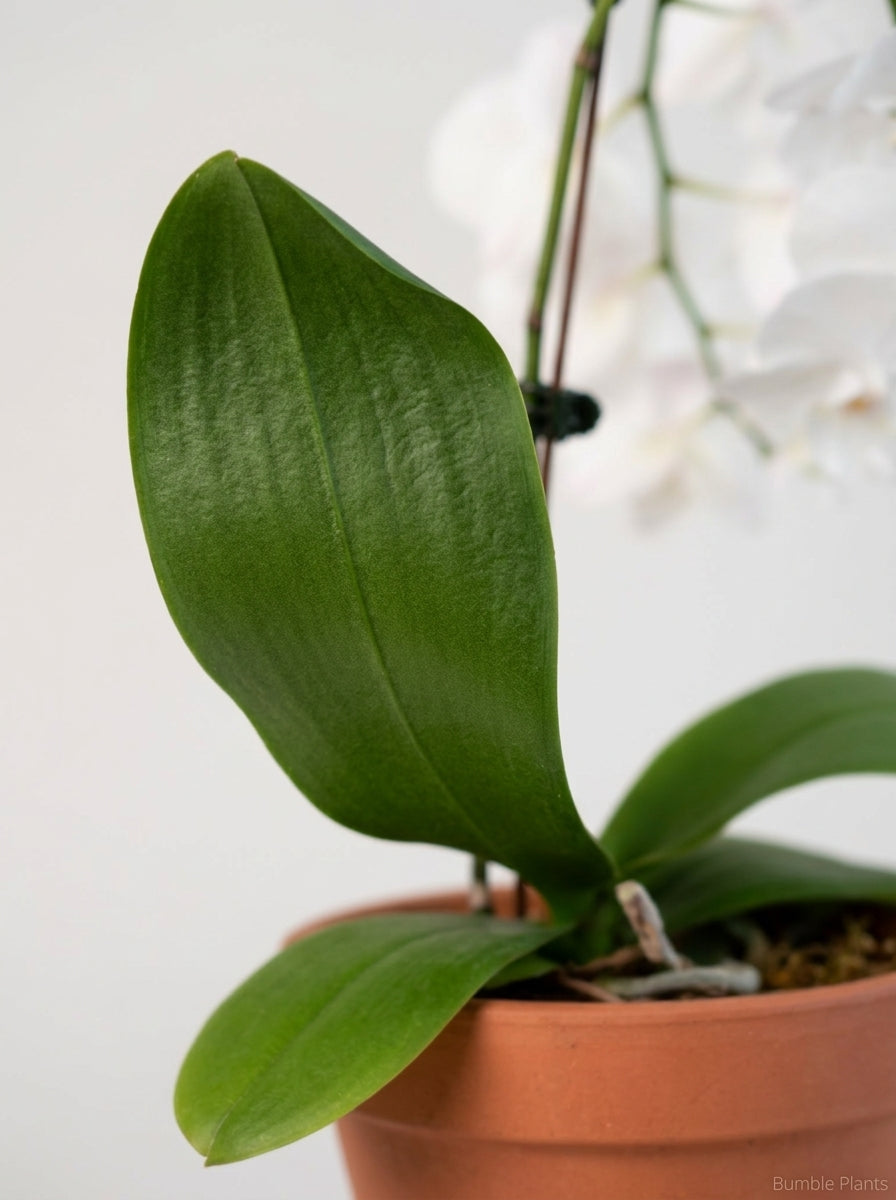 Orchid 'White Phalaenopsis'