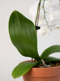 Orchid 'White Phalaenopsis'