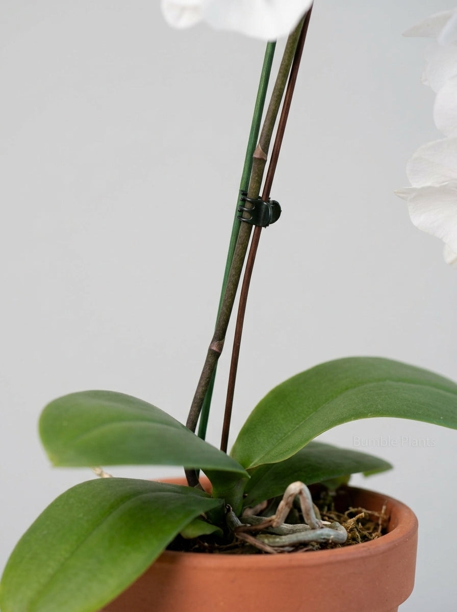 Orchid 'White Phalaenopsis'
