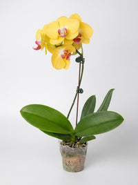 Orchid 'Yellow Phalaenopsis'