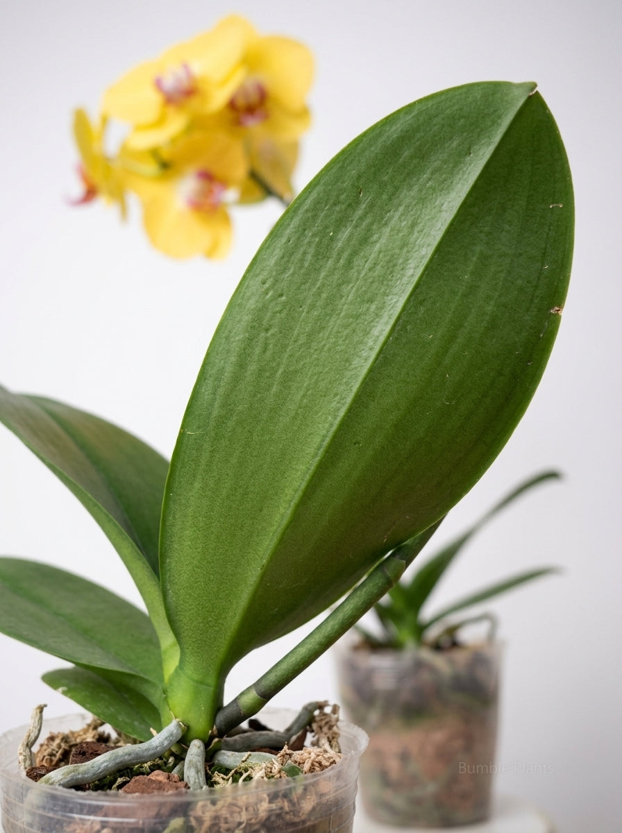 Orchid 'Yellow Phalaenopsis'