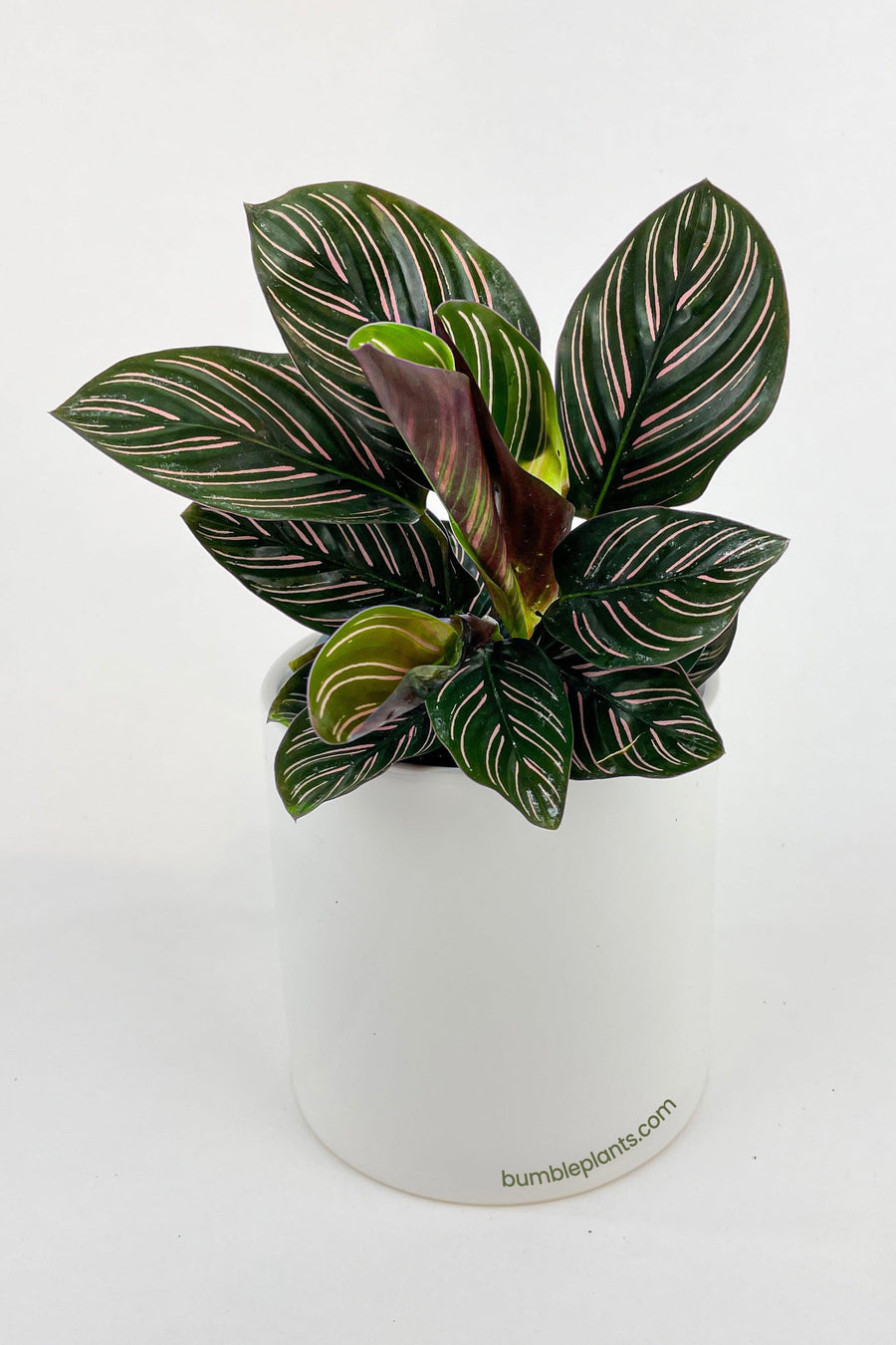 Calathea Ornata (Pinstripe Calathea) - Bumble Plants