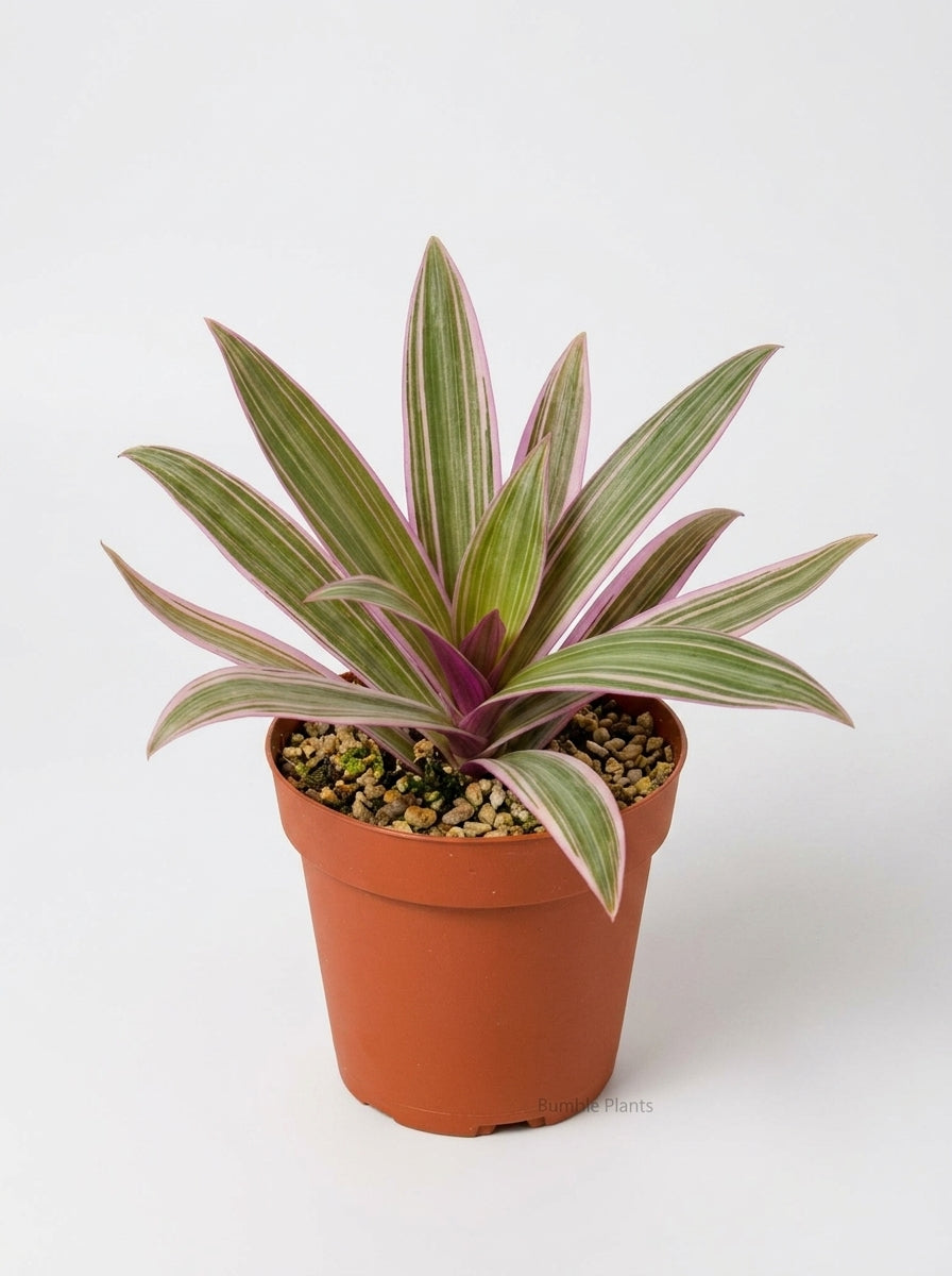 Oyster Plant 'Moses in the Cradle'