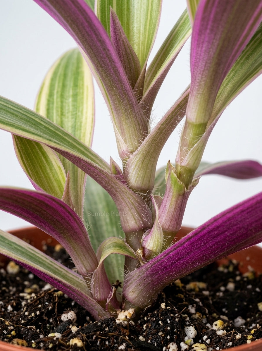 Oyster Plant 'Moses in the Cradle'