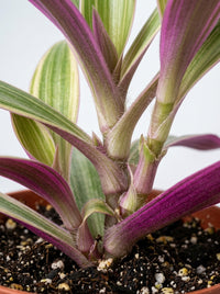 Oyster Plant 'Moses in the Cradle'