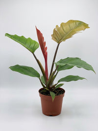 Philodendron Choco Empress Hybrid