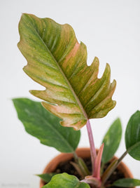 Philodendron Choco Empress Hybrid
