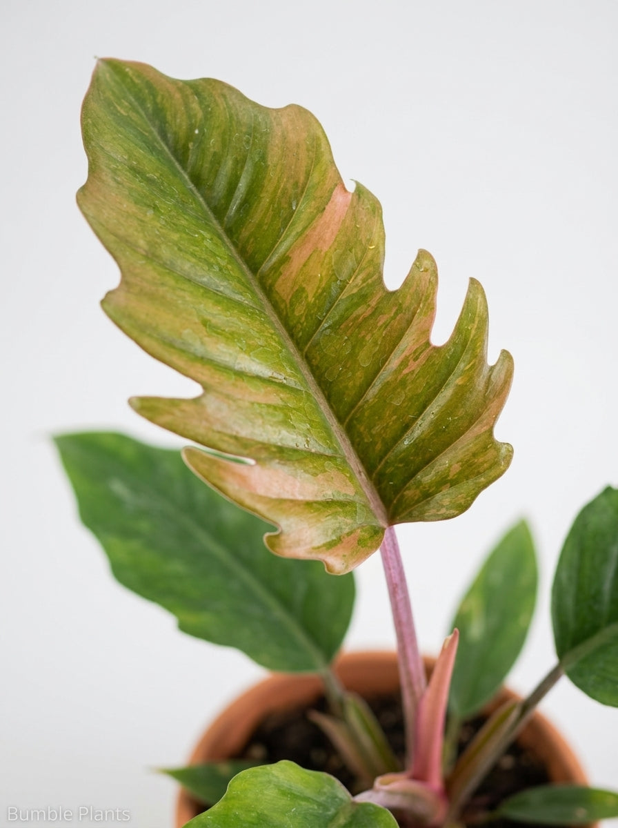 Philodendron Choco Empress Hybrid