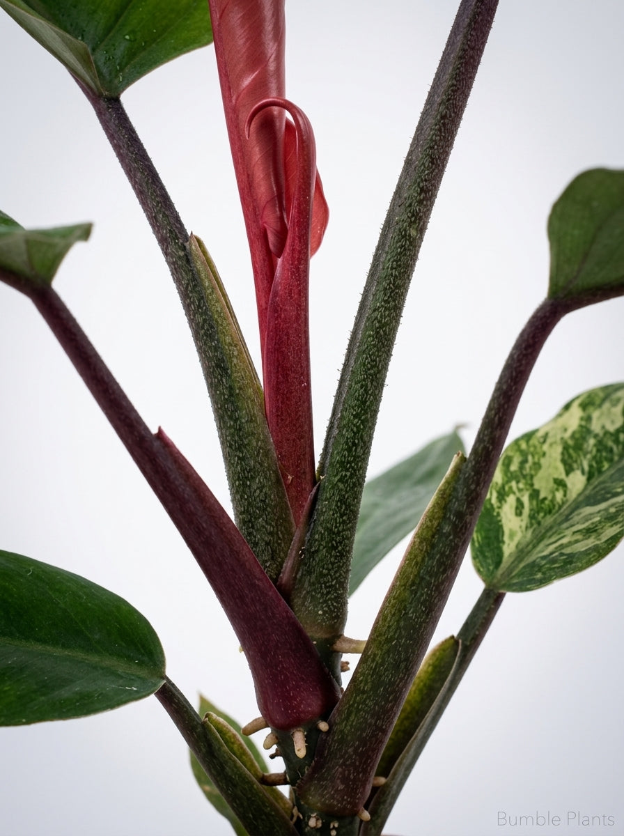 Philodendron Choco Empress Hybrid
