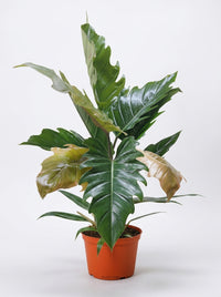 Philodendron Choco Empress Hybrid