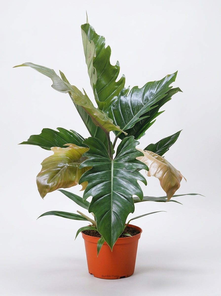 Philodendron Choco Empress Hybrid