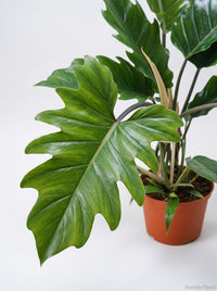 Philodendron Choco Empress Hybrid