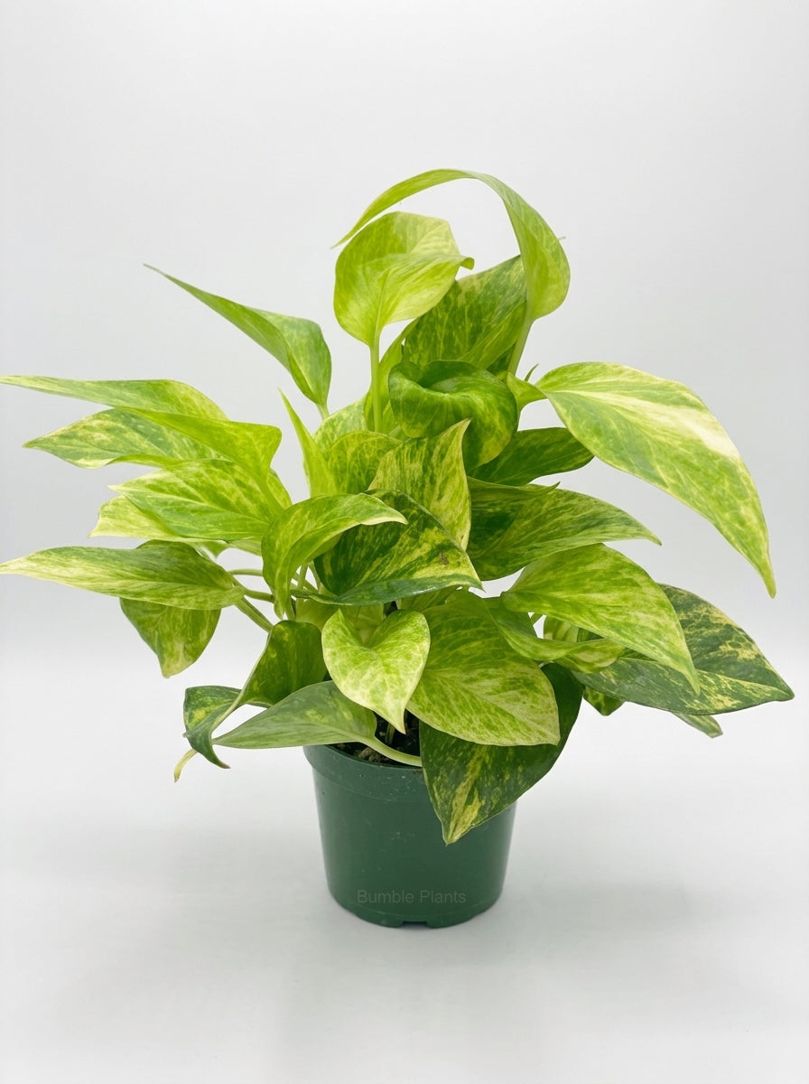 Epipremnum Aureum 'Neon Queen' Pothos