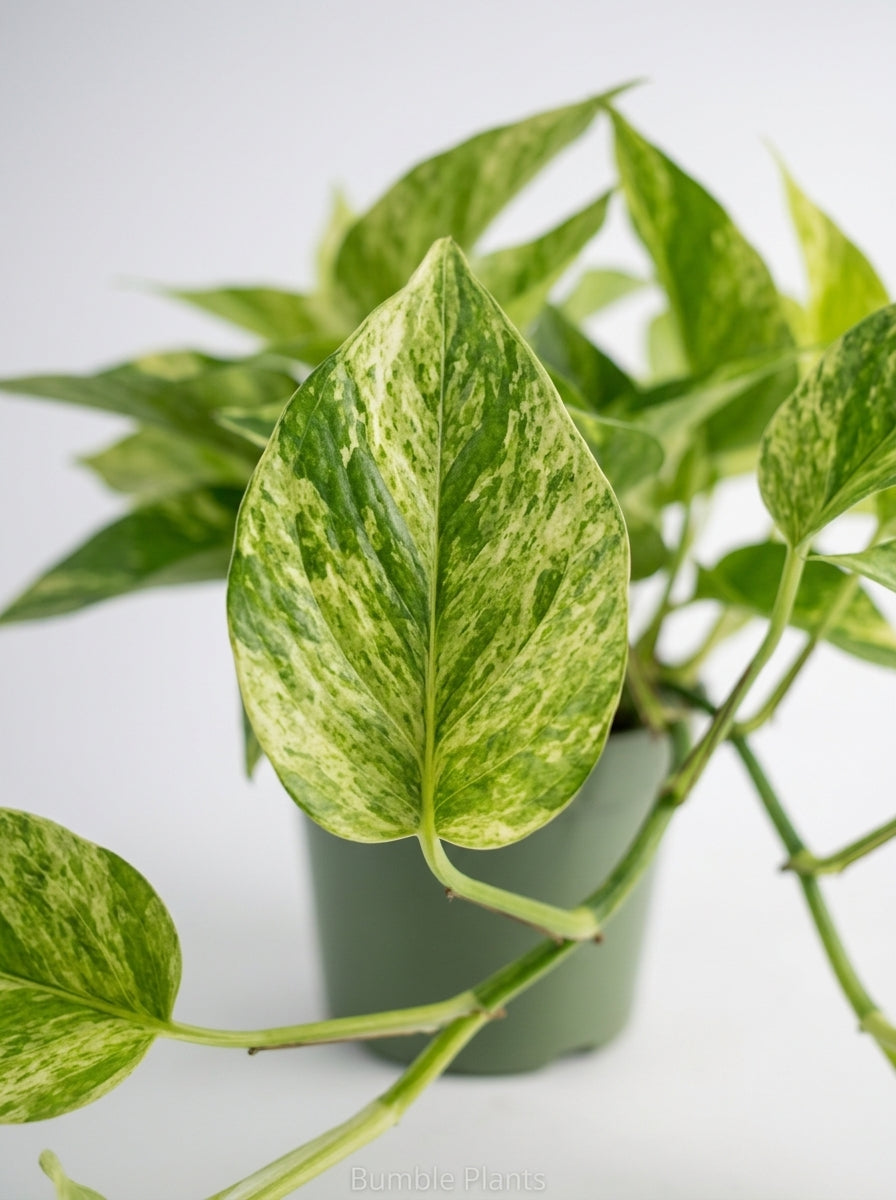 Epipremnum Aureum 'Neon Queen' Pothos
