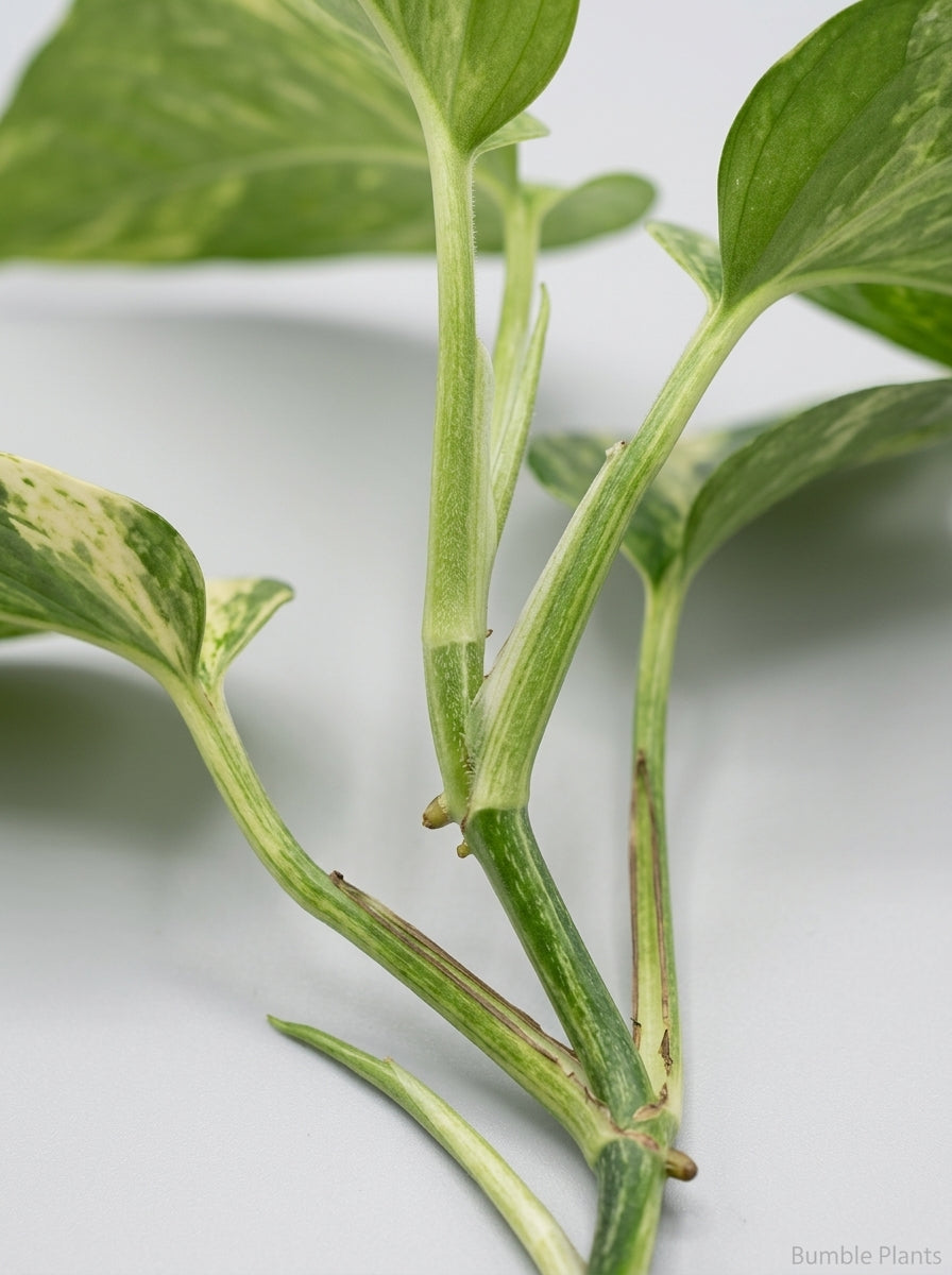 Epipremnum Aureum 'Neon Queen' Pothos