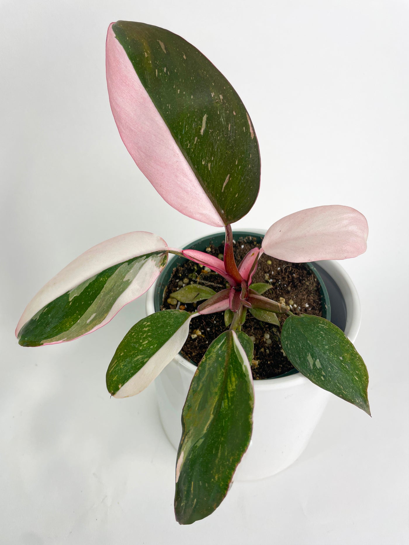 fake pink princess philodendron Rare: Pink Princess Philodendron