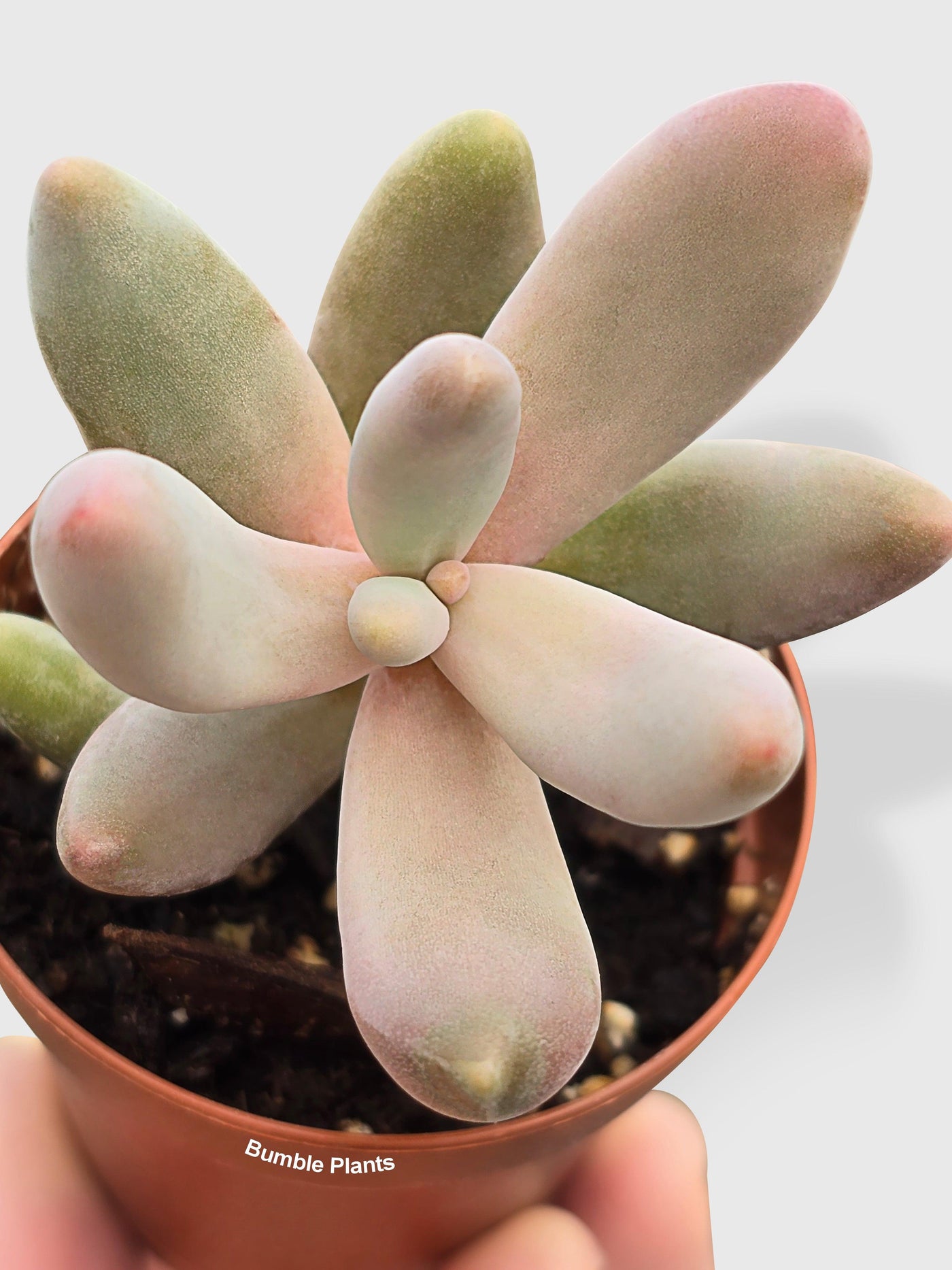 Pachyphytum Fittkaui - Bumble Plants