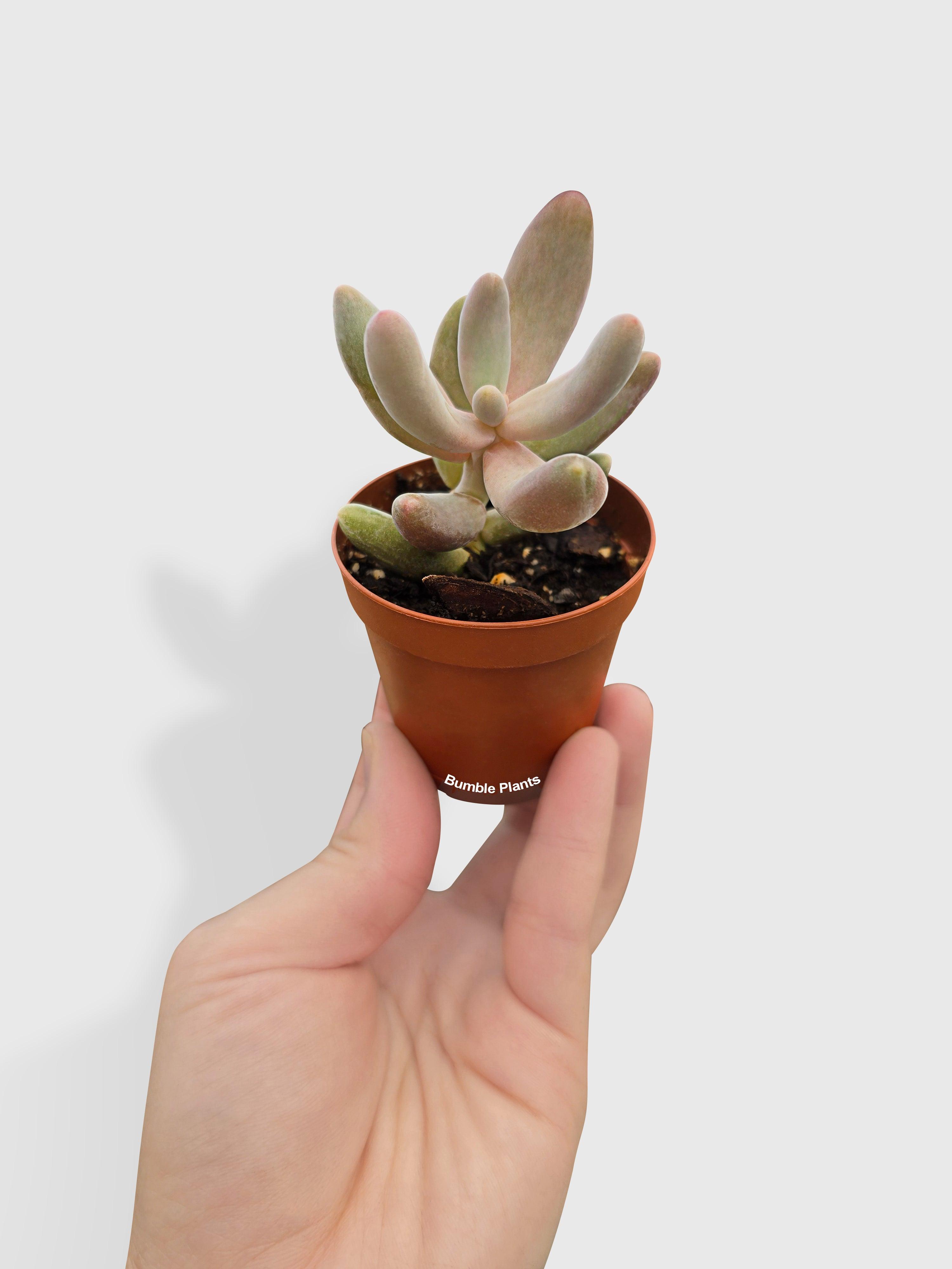Pachyphytum Fittkaui - Bumble Plants
