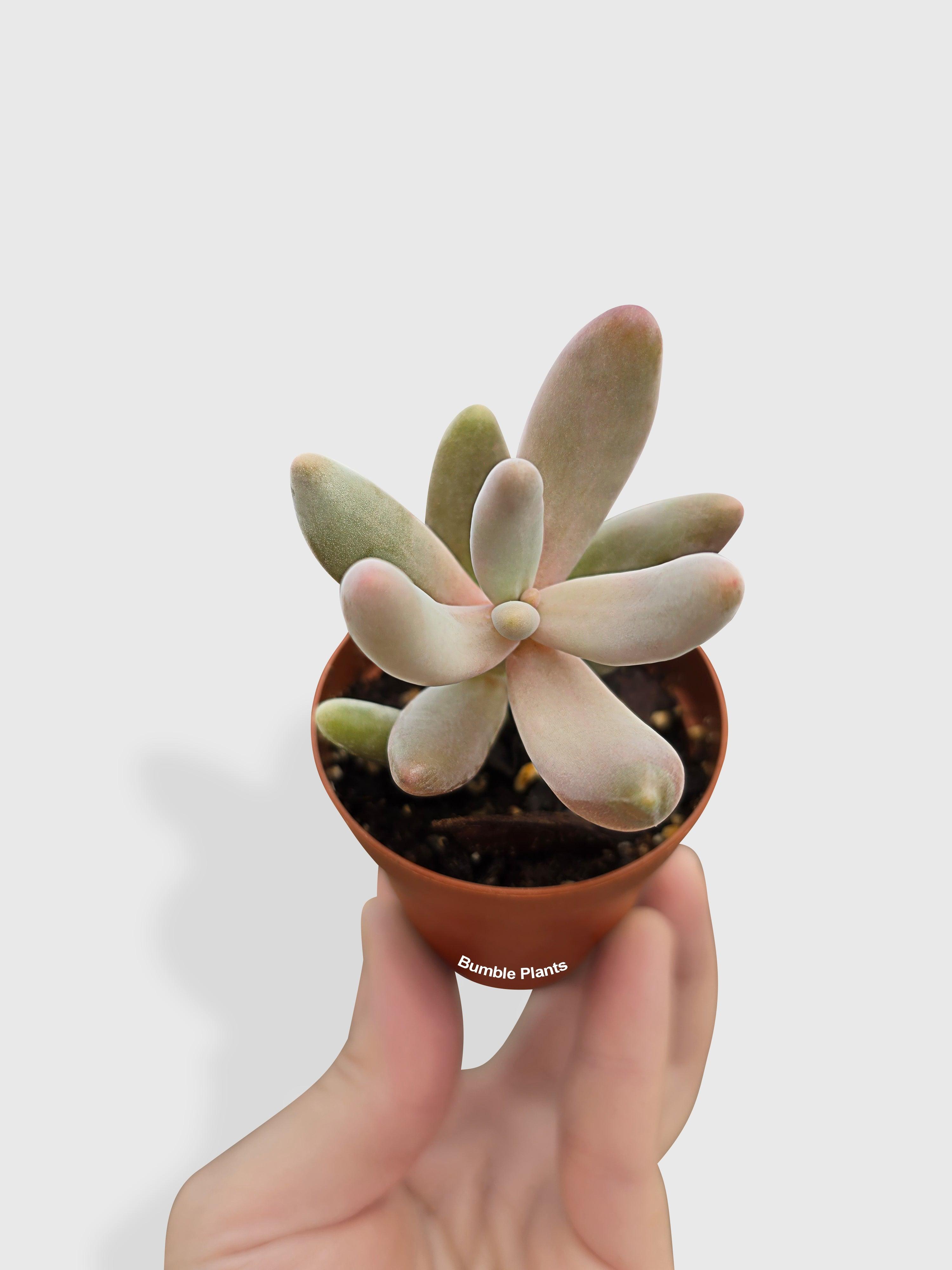 Pachyphytum Fittkaui - Bumble Plants