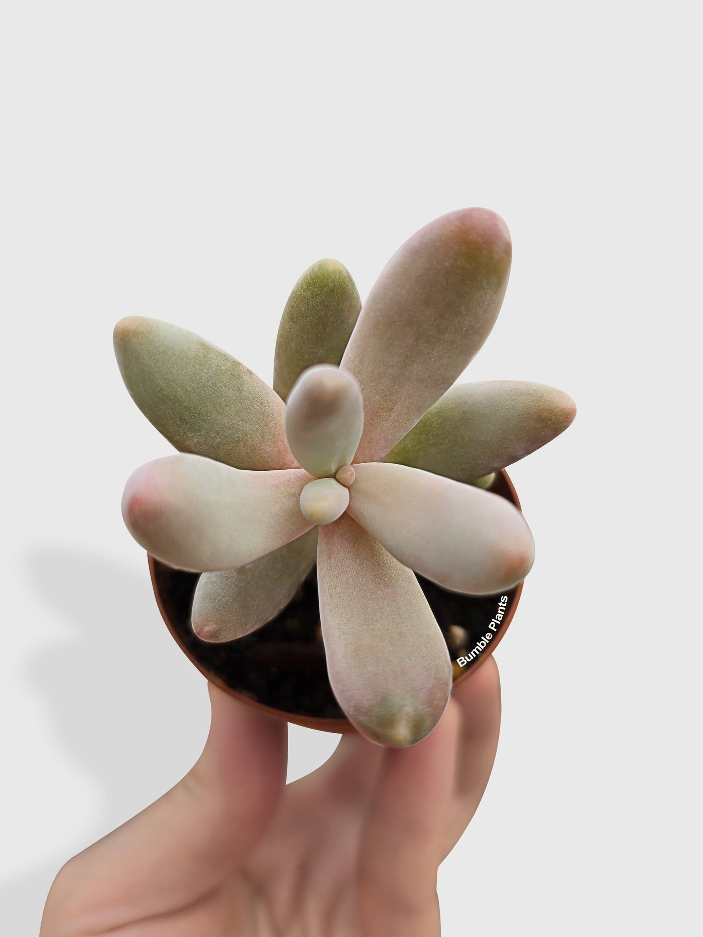Pachyphytum Fittkaui - Bumble Plants