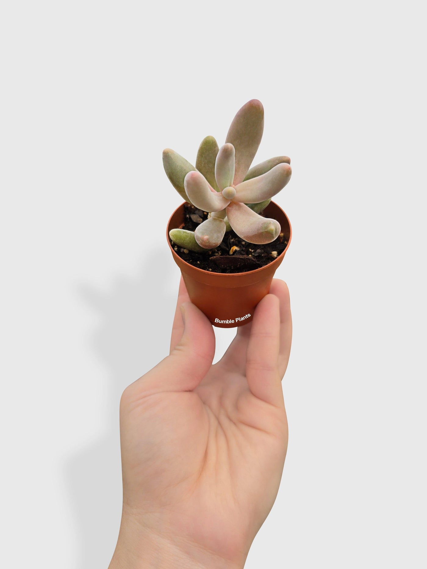 Pachyphytum Fittkaui - Bumble Plants