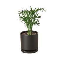 Chamaedorea Elegans Parlor Palm