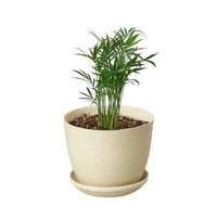 Chamaedorea Elegans Parlor Palm