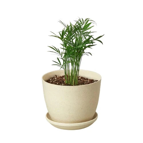 Chamaedorea Elegans Parlor Palm
