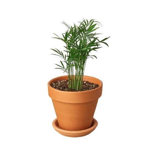 Chamaedorea Elegans Parlor Palm