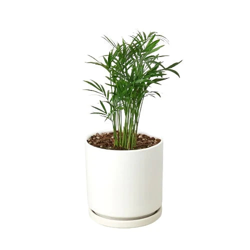 Chamaedorea Elegans Parlor Palm