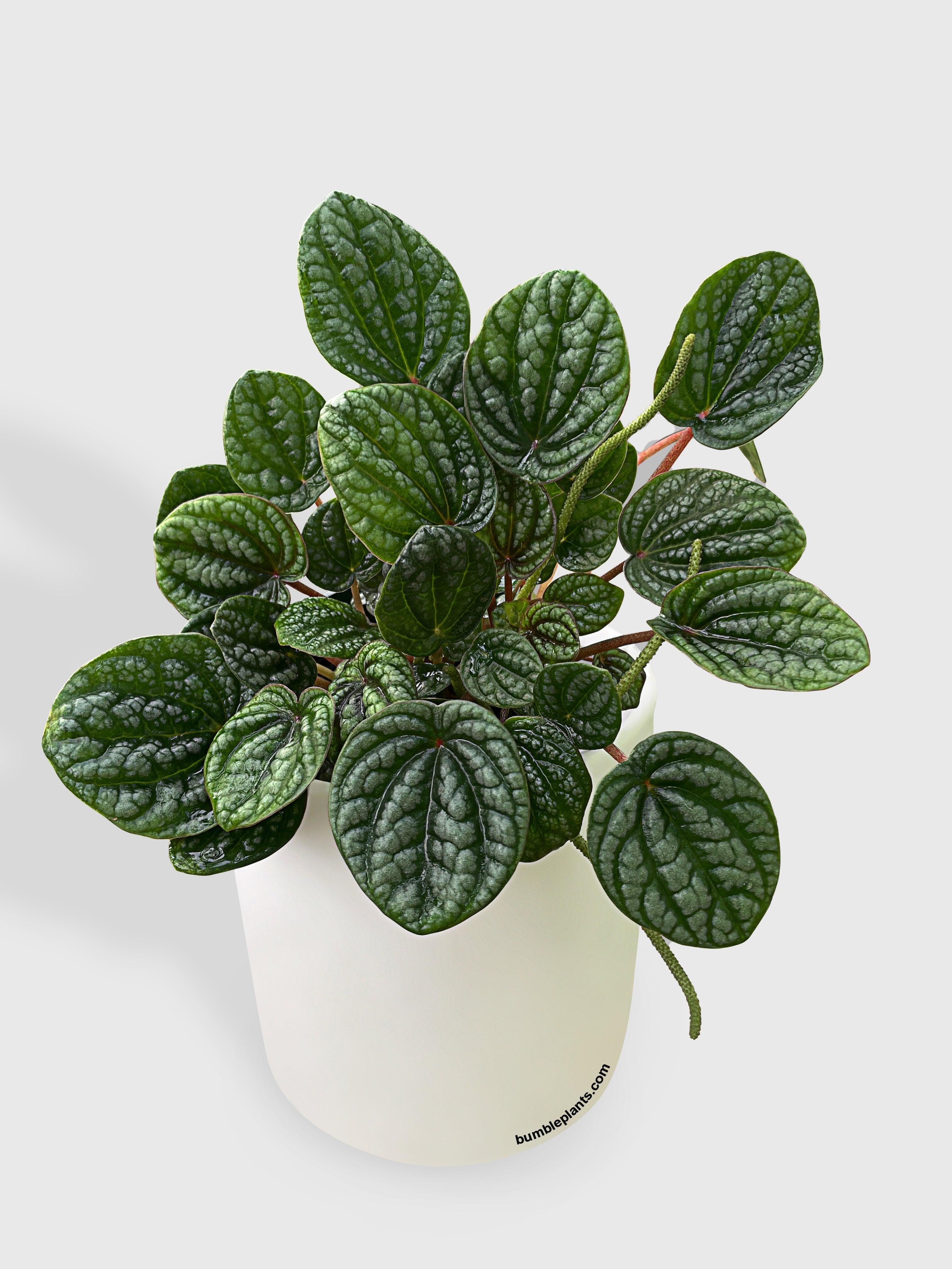Peperomia Caperata Burbella - Bumble Plants