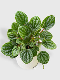 Peperomia Caperata Burbella - Bumble Plants