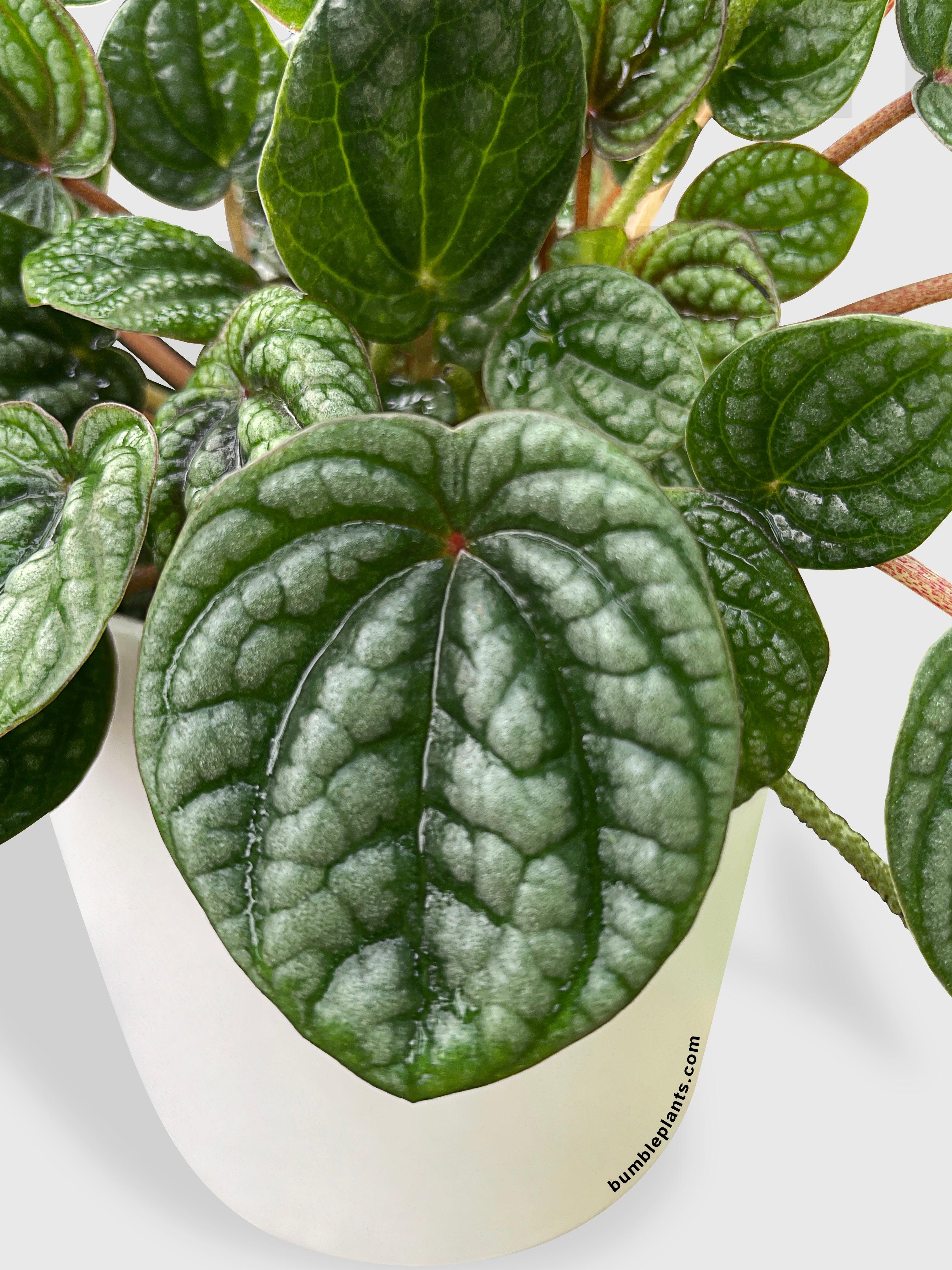 Peperomia Caperata Burbella - Bumble Plants
