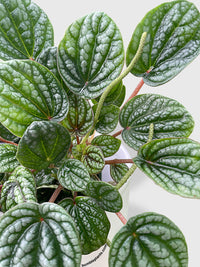 Peperomia Caperata Burbella - Bumble Plants