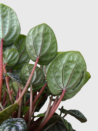 Peperomia Caperata Burbella - Bumble Plants