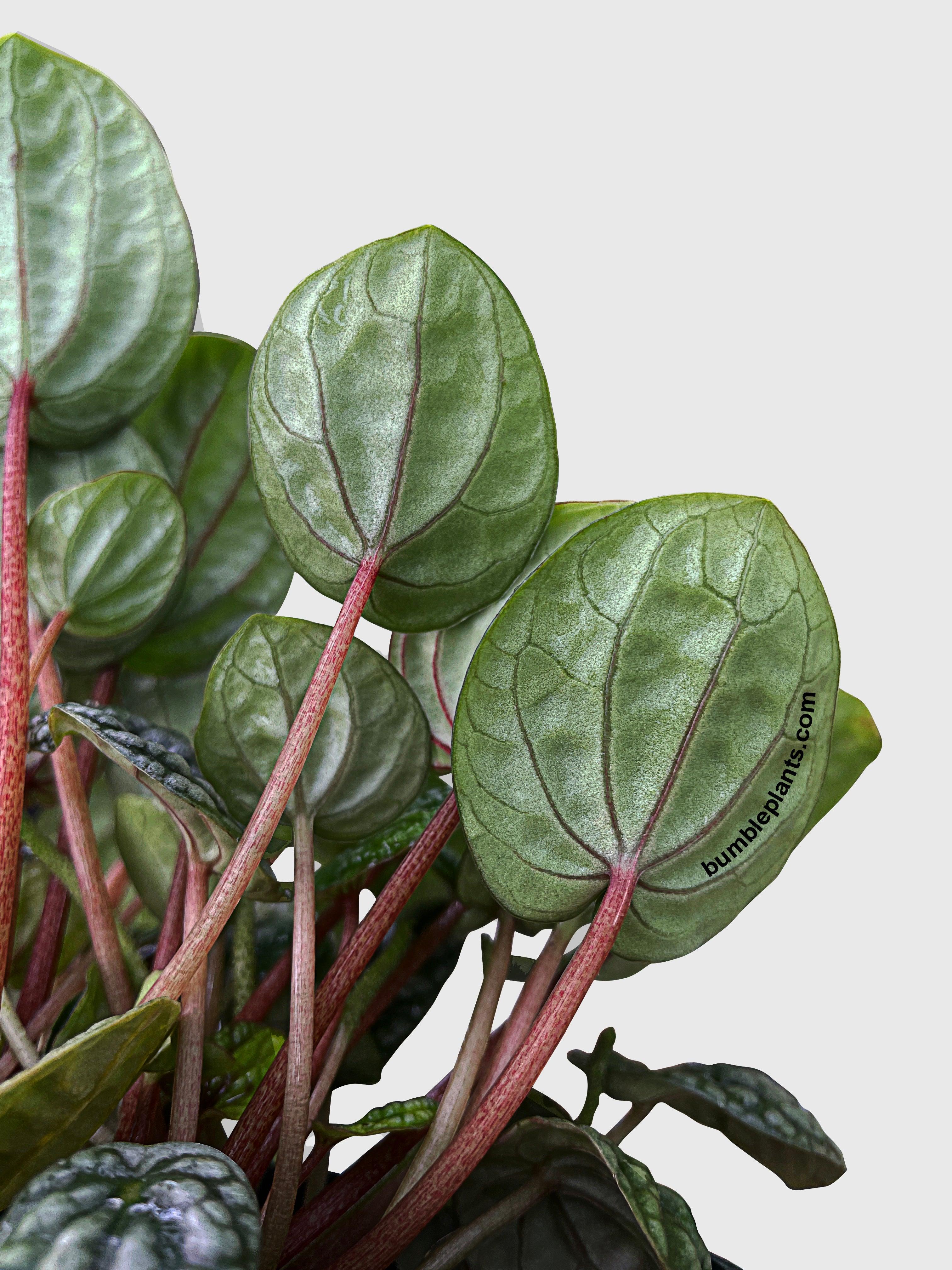 Peperomia Caperata Burbella - Bumble Plants