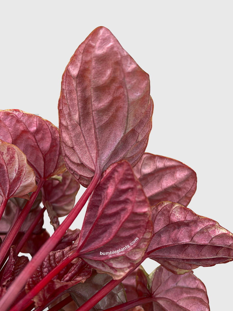 Peperomia Caperata Quito - Bumble Plants
