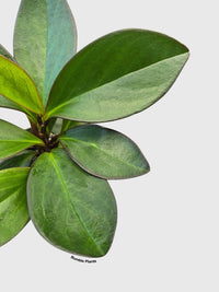 Peperomia Clusiifolia 'Red Eagle' - Bumble Plants