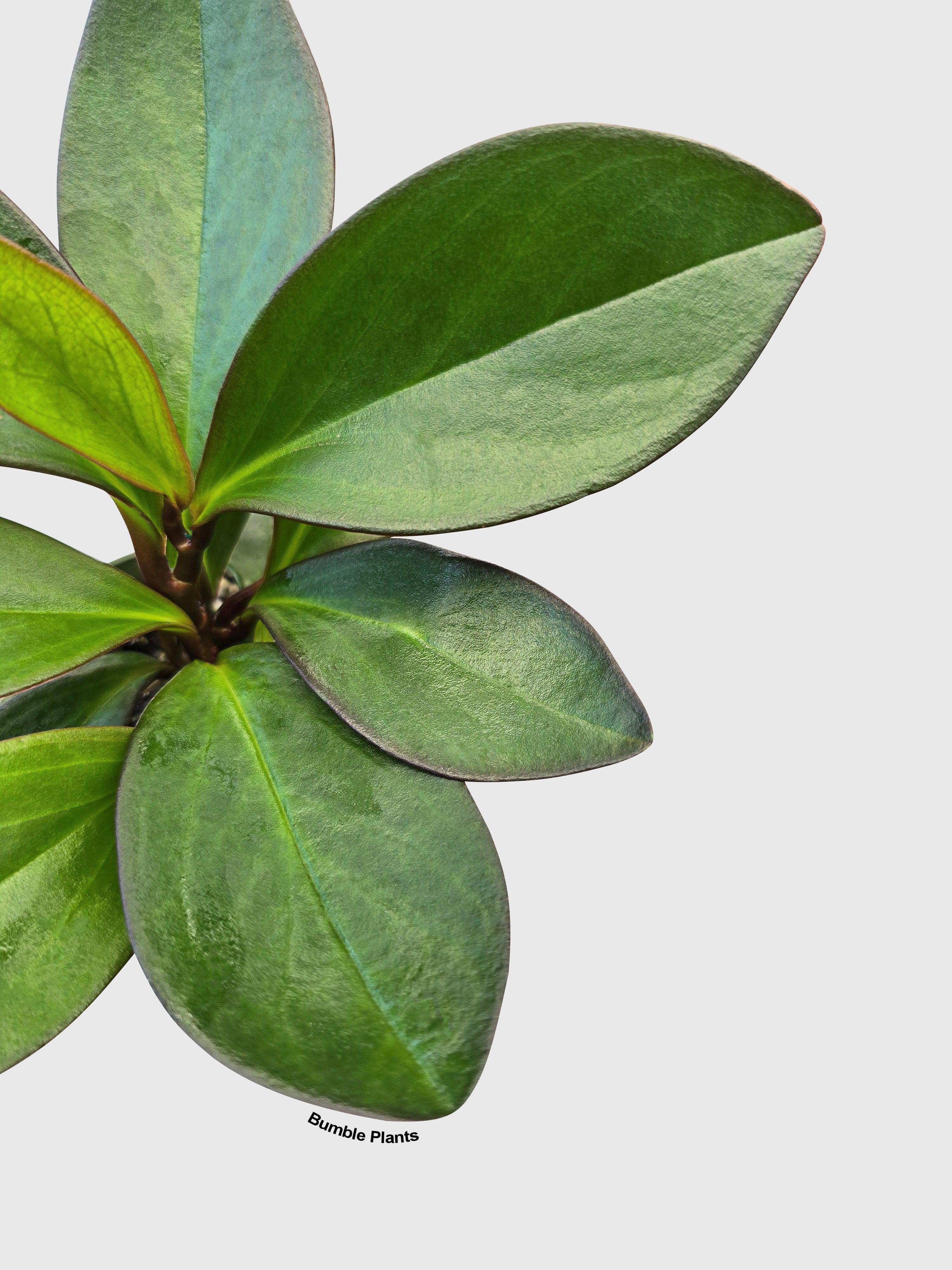 Peperomia Clusiifolia 'Red Eagle' - Bumble Plants